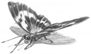 Schmetterlingskizze, gezeichnet von Doris Eisenburger