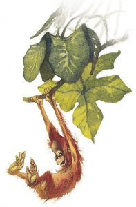 Orang-Utan-Äffchen baumelt am Ast, gemalt von Doris Eisenburger